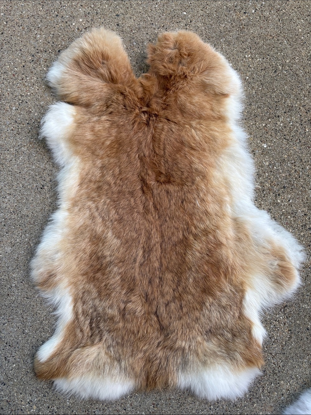 B0176 rabbit pelt